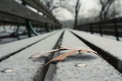 Close-up of leaves on road