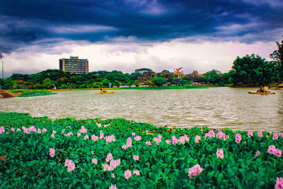 Scenic view of flowering plants against cloudy sky