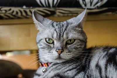 Close-up portrait of a cat