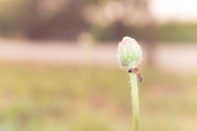 Close-up of flower bud