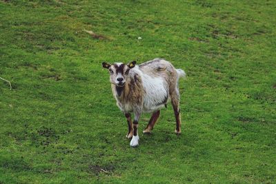 Portrait of sheep standing on grass