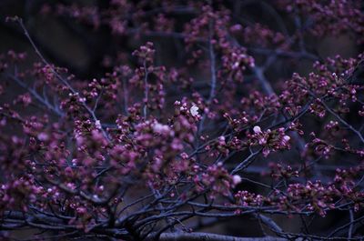 Close-up of pink flowers