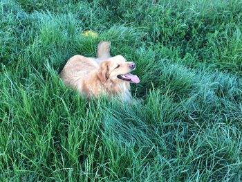 Dog relaxing on grassy field