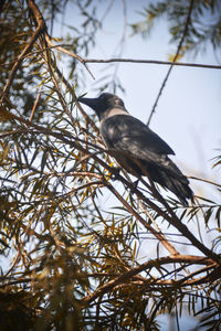 Low angle view of bird perching on branch