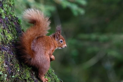 Squirrel on a tree