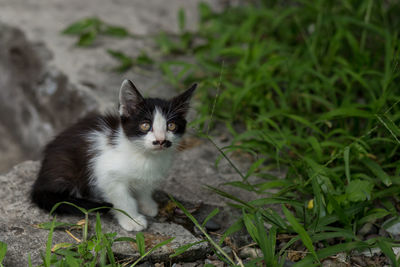 Portrait of cat on field