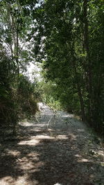 Road amidst trees in forest