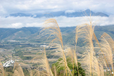 Close-up of plants on field against sky