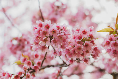 Close-up of pink blossoms blooming outdoors