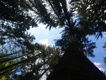 Low angle view of trees in forest against sky