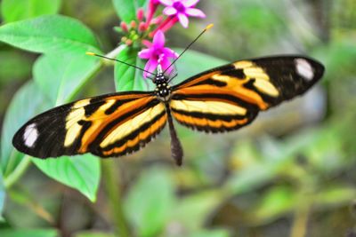 Close-up of butterfly pollinating on flower