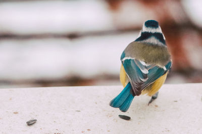 Close-up of a bird