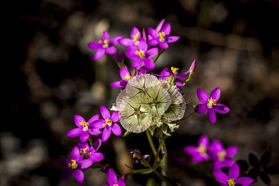 Close-up of butterfly on pink flowering plant