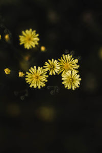 Close-up of yellow flowering plant