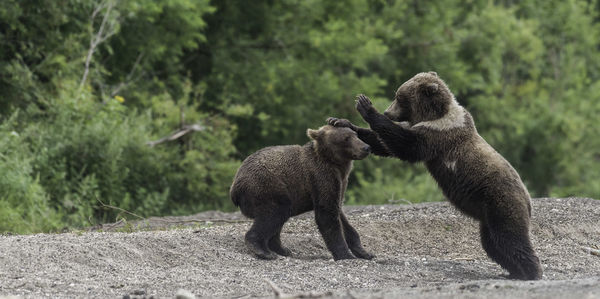 Bears playing on sand outdoors