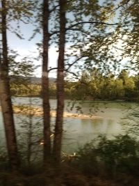 Reflection of trees in lake