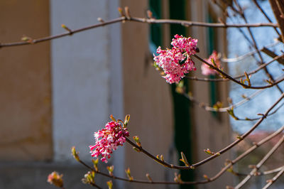 Close-up of pink flowering plant