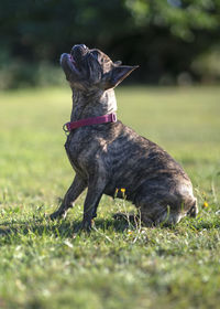 Dog looking away on field