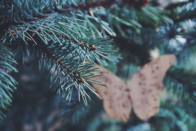 Close-up of leaves on branch