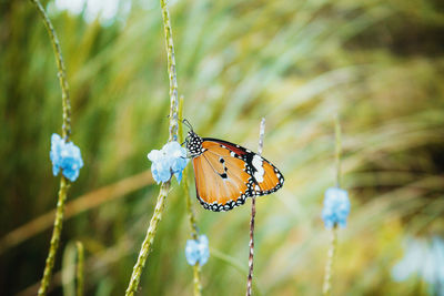 Close-up of butterfly pollinating flower