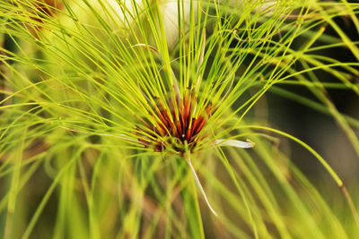 Cluster of green stems of papyrus sedge - cypress papyrus - green and brown colors , abstract effect