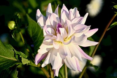 Close-up of white flowering plant