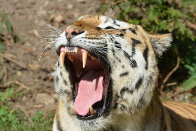 Close-up of a cat