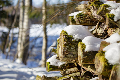Close-up of frozen tree during winter