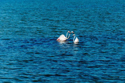 Flamingoes swimming in sea