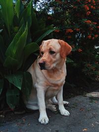 Portrait of dog sitting on plant