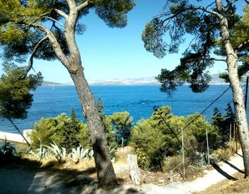 Trees by sea against blue sky