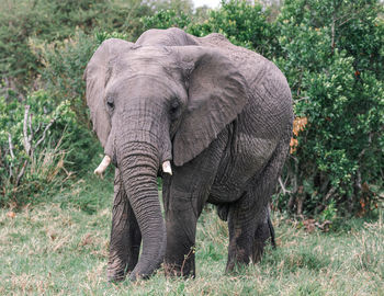 Elephant standing on grass