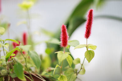 Close-up of red flowers