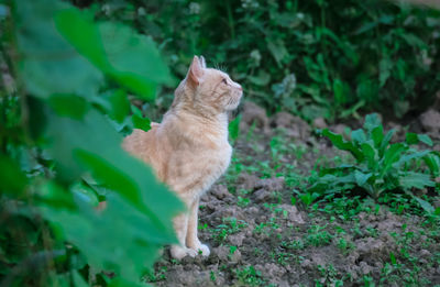 Cat by plants