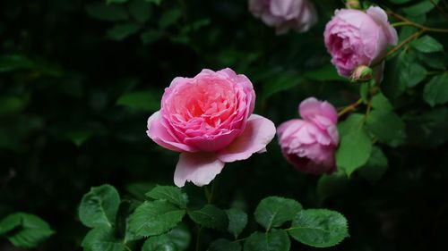 Close-up of pink rose