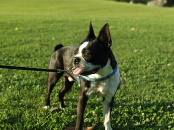 Dog looking away on field