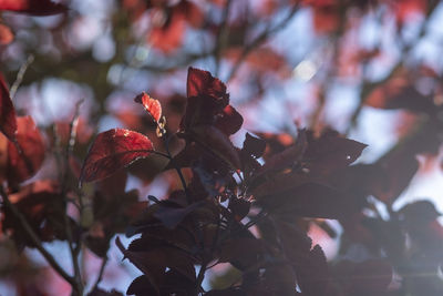 Close-up of leaves on tree