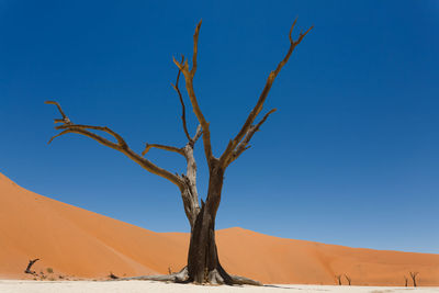 Dead tree in desert against clear blue sky