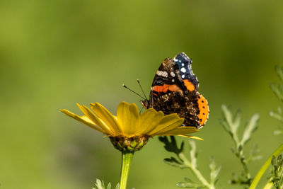 Close-up of butterfly pollinating on flower