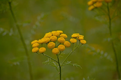 Close-up of yellow flowering plant