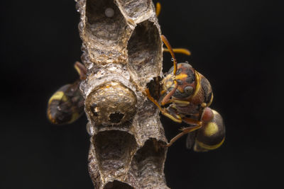 Ropalidia fasciata- paper wasp	
