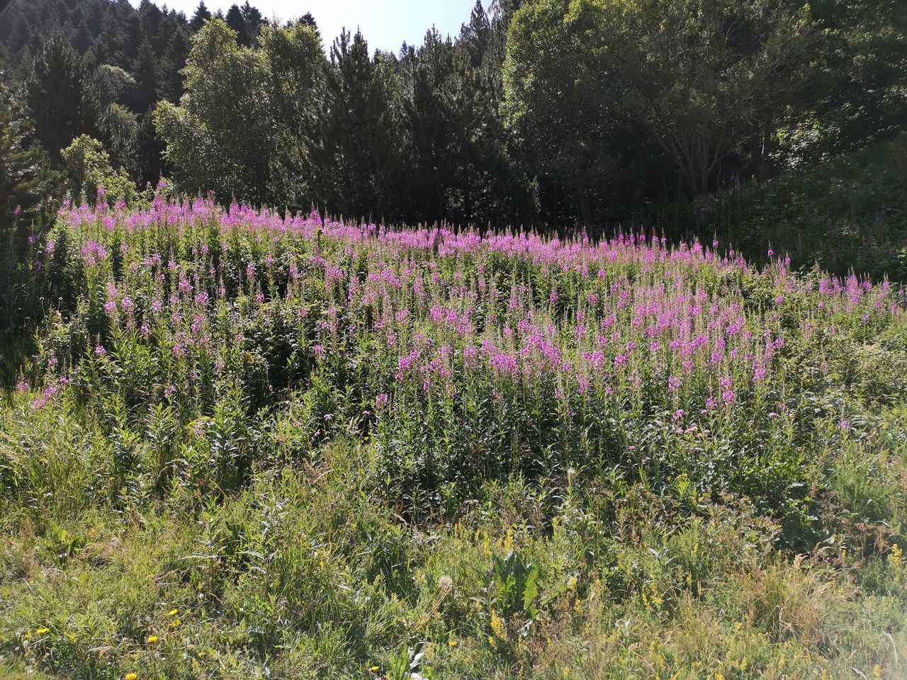 VIEW OF FLOWERING PLANTS ON FIELD