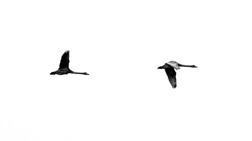 Low angle view of birds flying over white background