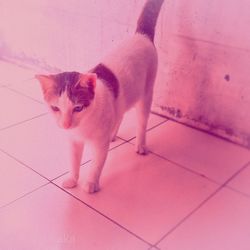 High angle portrait of cat on pink floor
