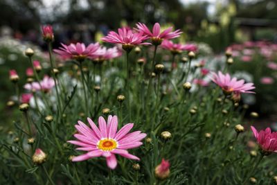 Close-up of pink flowering plants on field