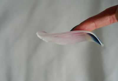 Close-up of hand holding white flower