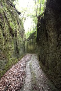 Dirt road amidst trees