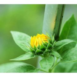 Close-up of yellow flower