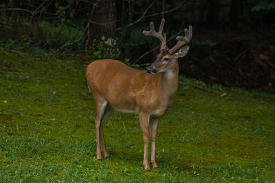 Deer standing on field