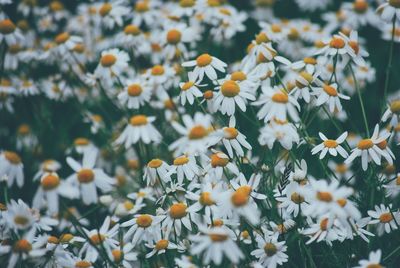 Close-up of white flowering plants on field